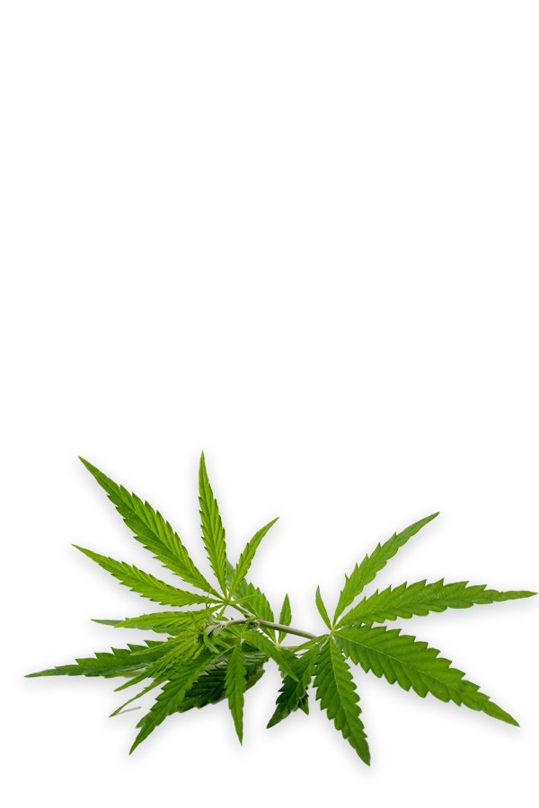 Planta de cannabis